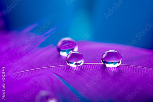 A drop of water dew on a fluffy feather close-up macro on colored blue purple background