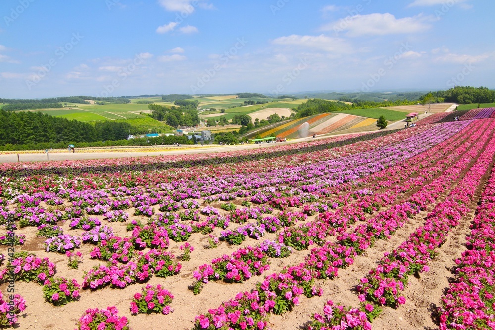 Shikisai-No-Oka, Biei, Hokkaido, Japan Shikisai-No-Oka, Biei, Hokkaido, Japan