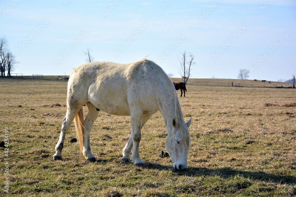 Fototapeta premium white horse in a field