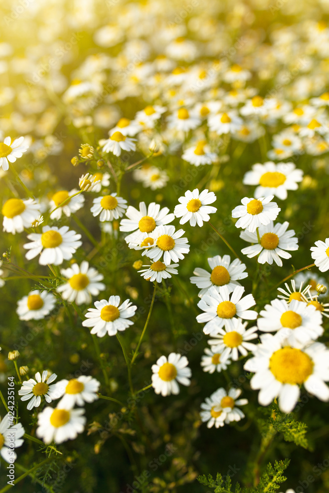 Summer nature background with daisies and sunlight, banner for website Summer nature background with daisies and sunlight, banner for website