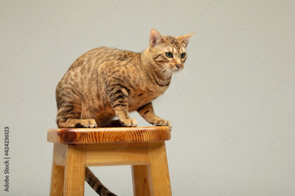 Obraz premium Animal, cat, pet concept. Serengeti cat on a grey background.