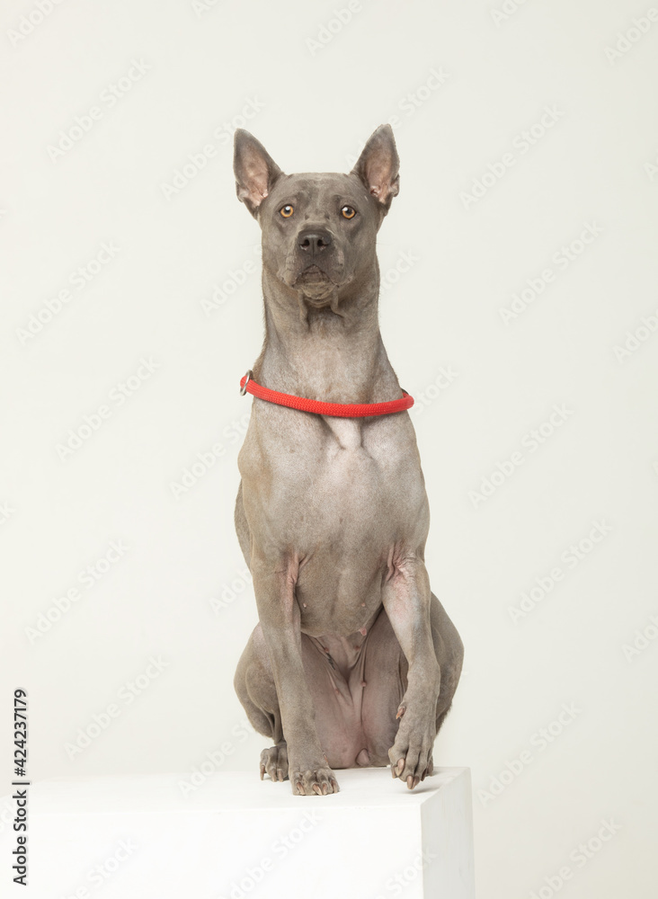 Thai Ridgeback dog stand in front of grey background.