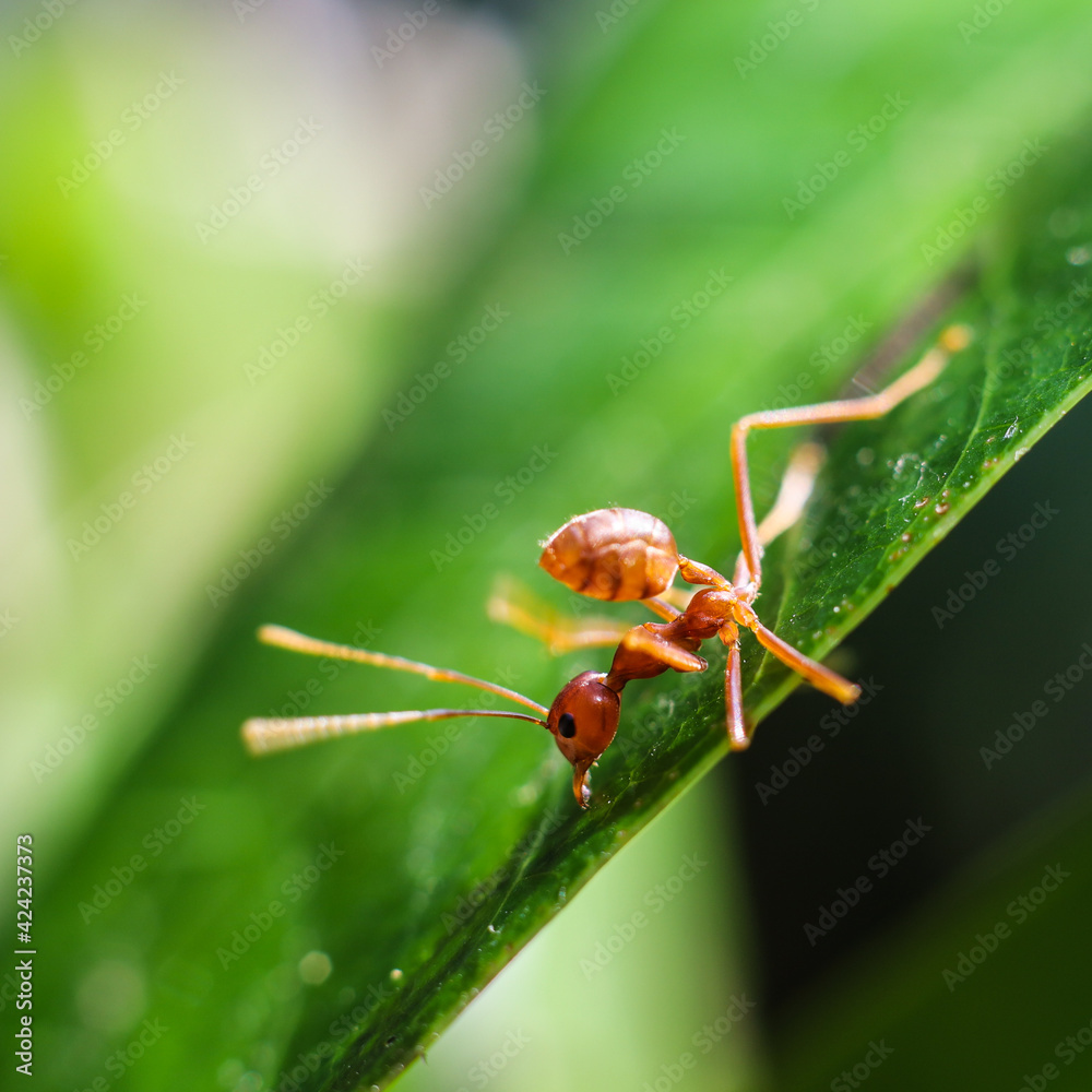Red ant on green leaves on a natural background Red ant on green leaves on a natural background