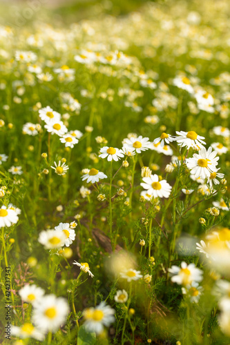 Summer nature background with daisies and sunlight, banner for website