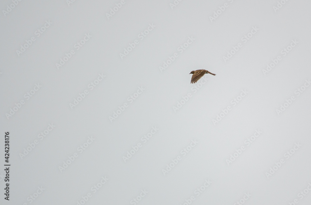 Golden Plover Pluvialis dominica on salisbury plain in March Golden Plover Pluvialis dominica on salisbury plain in March