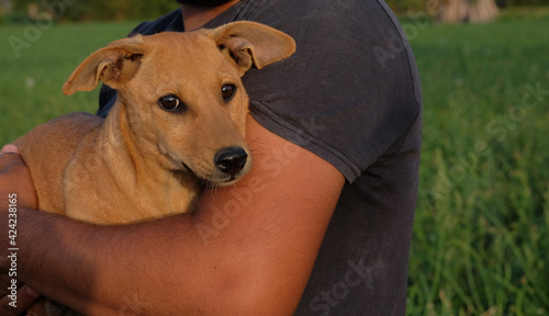 A brown small bitch looking at