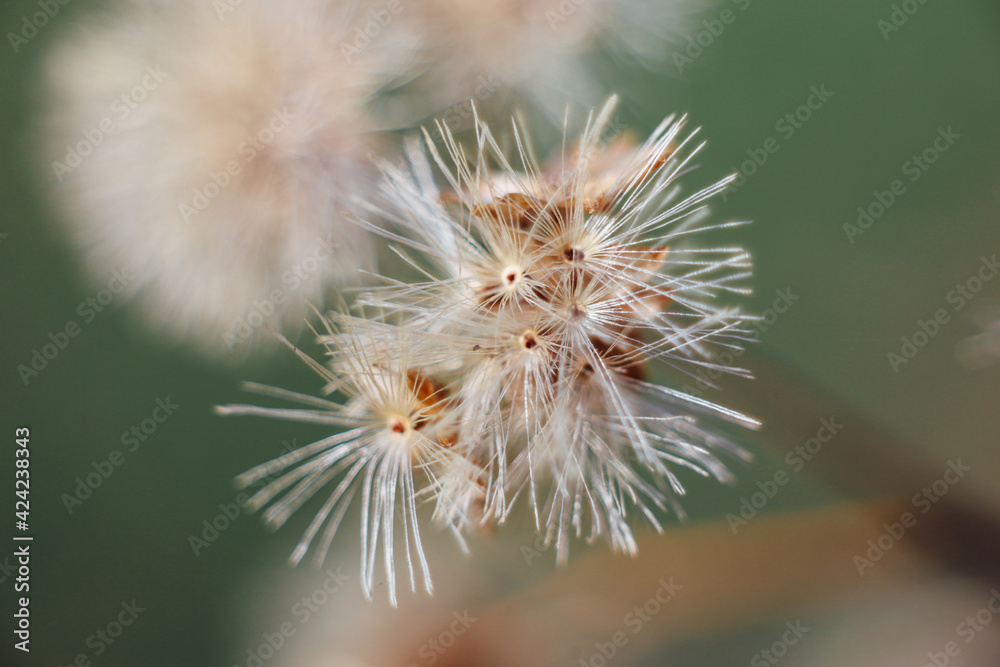 In late autumn a sprig of grass with the remnants of dry fluffy flowers sways in the wind. dry autumn flowers.
In late autumn a sprig of grass with the remnants of dry fluffy flowers sways in the wind. dry autumn flowers.