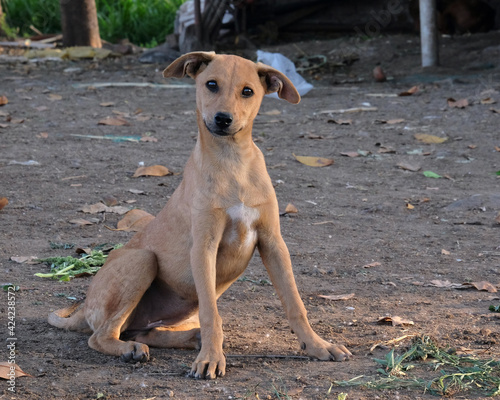 A brown small bitch looking at