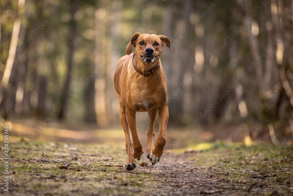 Large brown dog running in the forest Large brown dog running in the forest