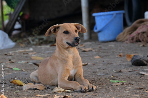 A brown small bitch looking at