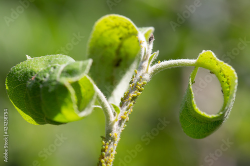 Ant and aphids on young stem of apple tree. Macro photo.