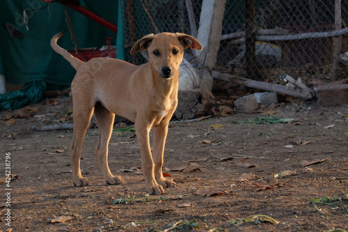 A brown small bitch looking at