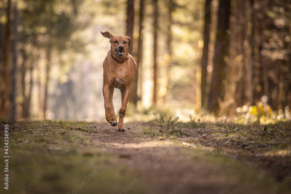 large brown dog running in the park