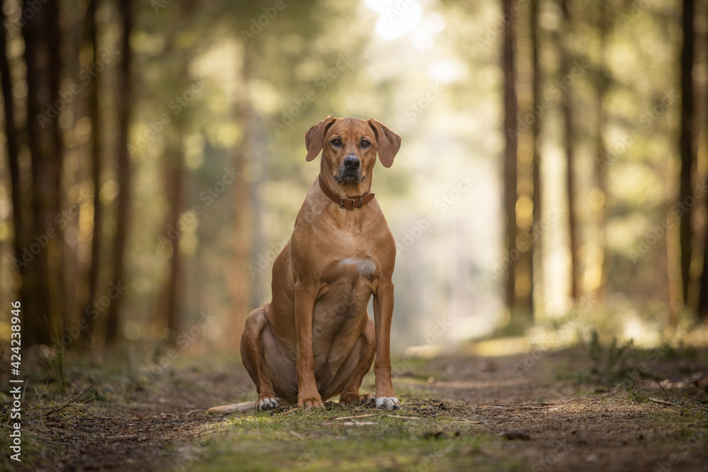 Brown Rhodesian Ridgeback dog sitting in the forest