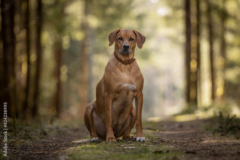 Portrait of large brown dog alone in forest
