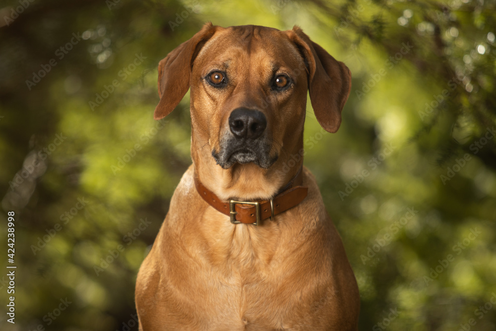 Portrait of brown Rhodesian Ridgeback dog in the forest