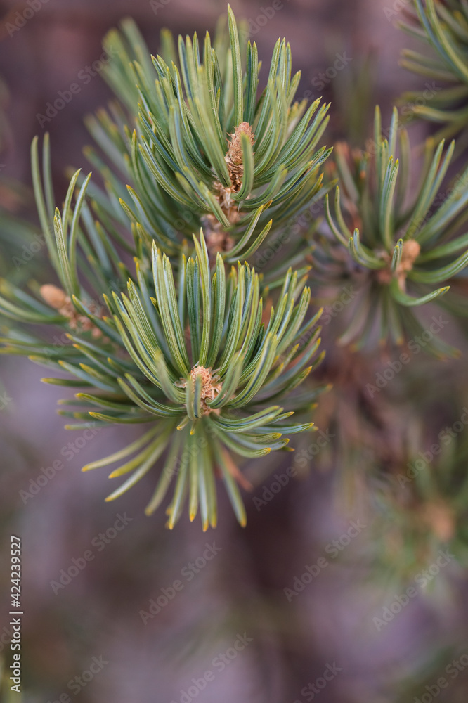 pine tree pine tree
