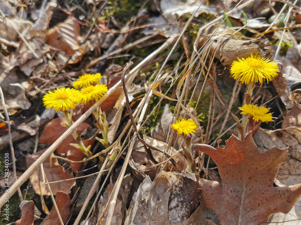 Gelb blühender Huflattich (Tussilago farfara) im Frühling, Heilkraut, Tee Gelb blühender Huflattich (Tussilago farfara) im Frühling, Heilkraut, Tee
