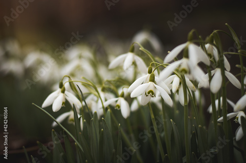 Wonderful spring flowers in the awakened nature predetermine warm spring days. Galanthus nivalis in a large group. Magic flowers common snowdrop. Beskydy, czech republic