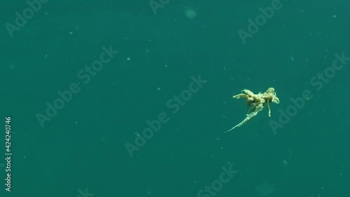 Bloom of blue-green algae Nodularia spumigena: a single lump of algae in the water column. photo