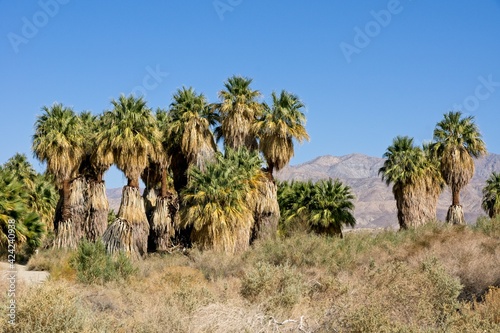Thousand Palms in Coachella Valley Preserve in California USA