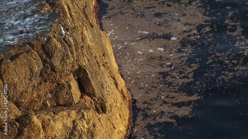 Bloom of blue-green algae Nodularia spumigena: Clusters of algae on the surface of the sea near the rocky shore, zoom out. photo