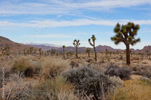 Joshua Tree National Park in California USA