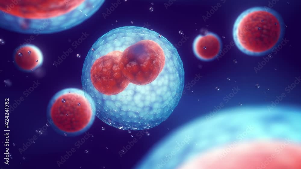 Animation of early embryonic development (embryogenesis). Cell division (cleavage),morula and embryo formation.