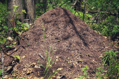 Large anthill on forest clearing detail Red wood ant. A huge brown anthill in a green forest. Ant house. photo