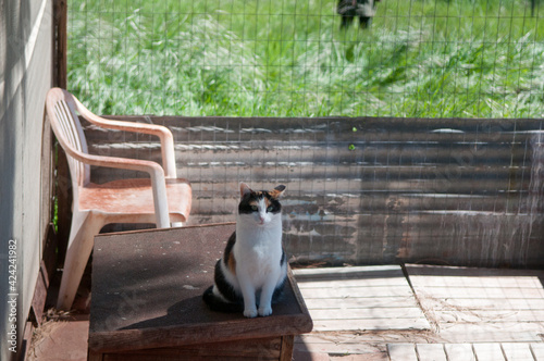 cat sitting in a barn