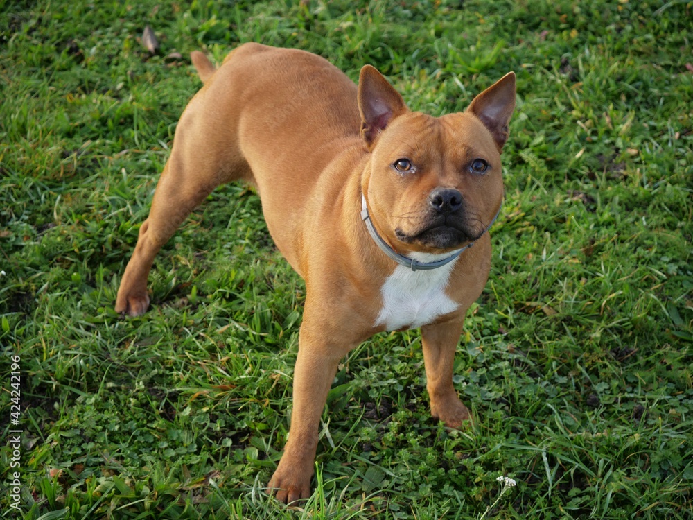 Joli Staffie 