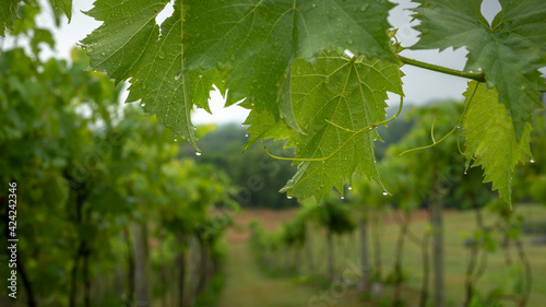 Grape Leaf