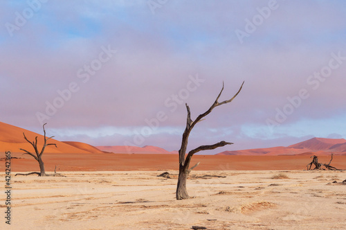 tree in the desert sossusvlei