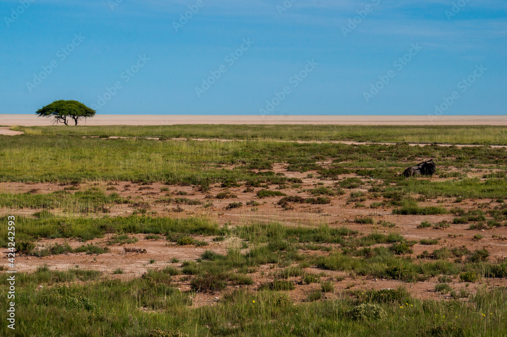 Obraz premium field of grass with tree