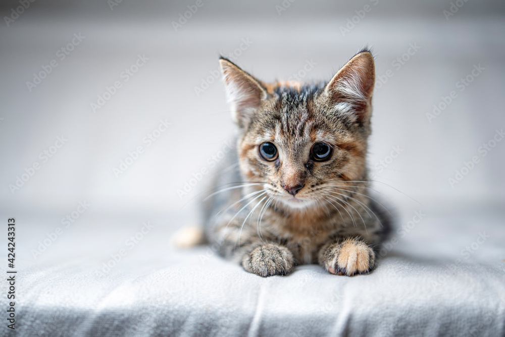 Beautiful young gray tabby kitten in the studio on a light background.