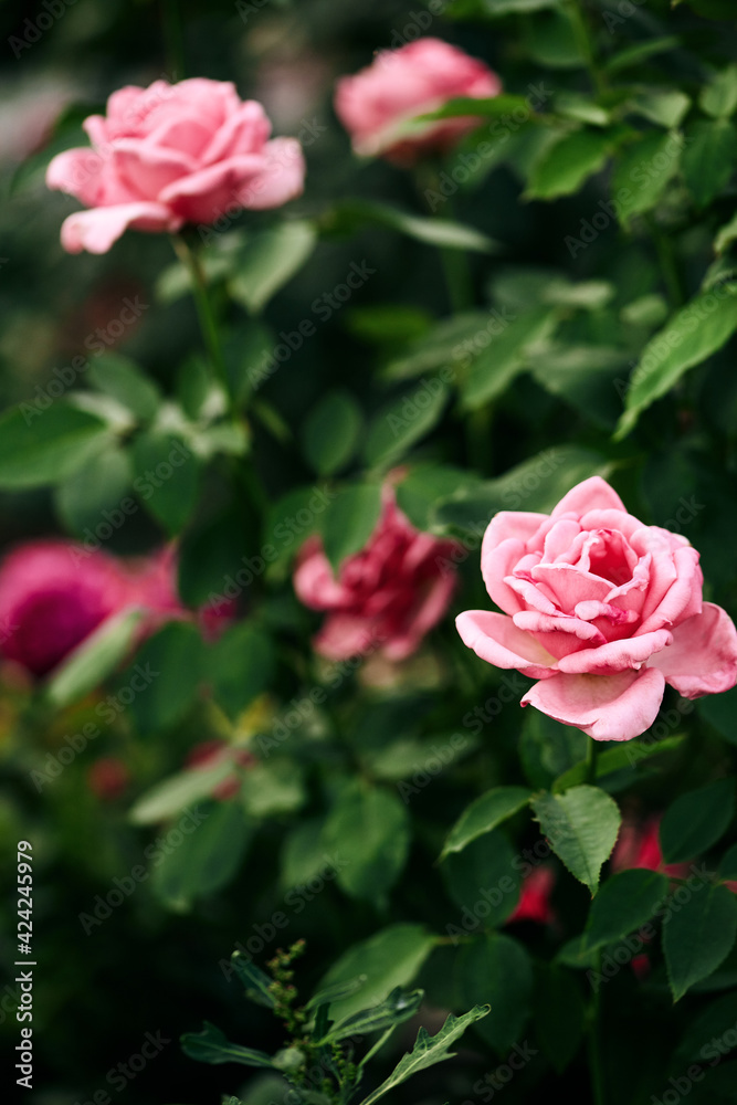 pink rose flower in the summer garden on a blurred green background. natural background for greeting card, invitation, copy space pink rose flower in the summer garden on a blurred green background. natural background for greeting card, invitation, copy space