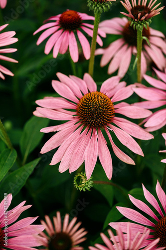 flowers of Echinacea purpurea close-up in the summer garden. nutritional supplement for immune support  selective focus  soft bokeh