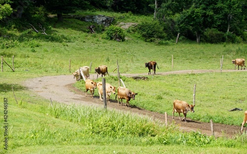 Fototapeta Naklejka Na Ścianę i Meble -  Cows walking from their pasture to the barn