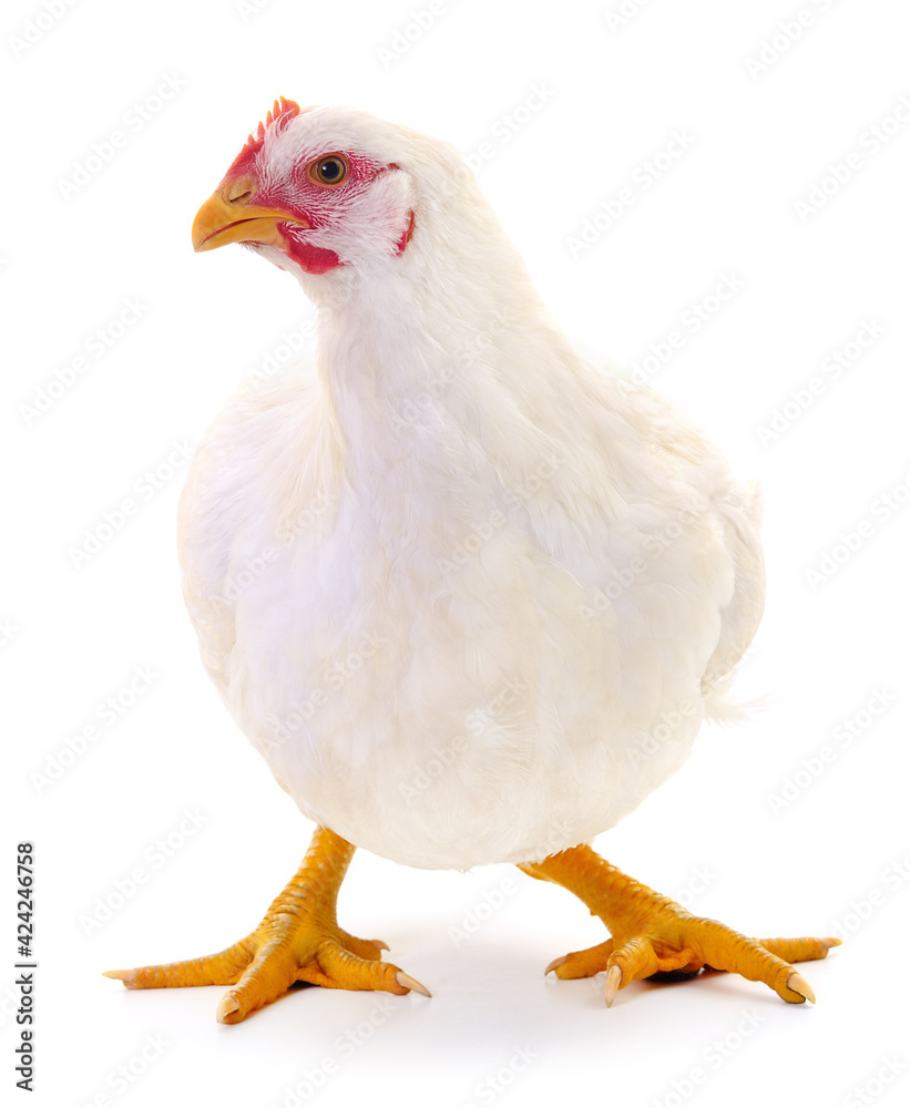 white hen isolated.