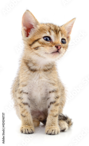 Kitten on white background.