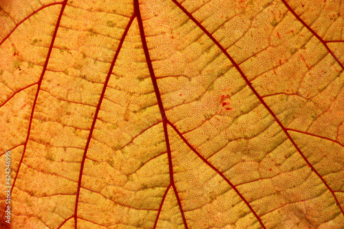 The orange figured background of the image creates a fragment of a big leaf of a filbert.