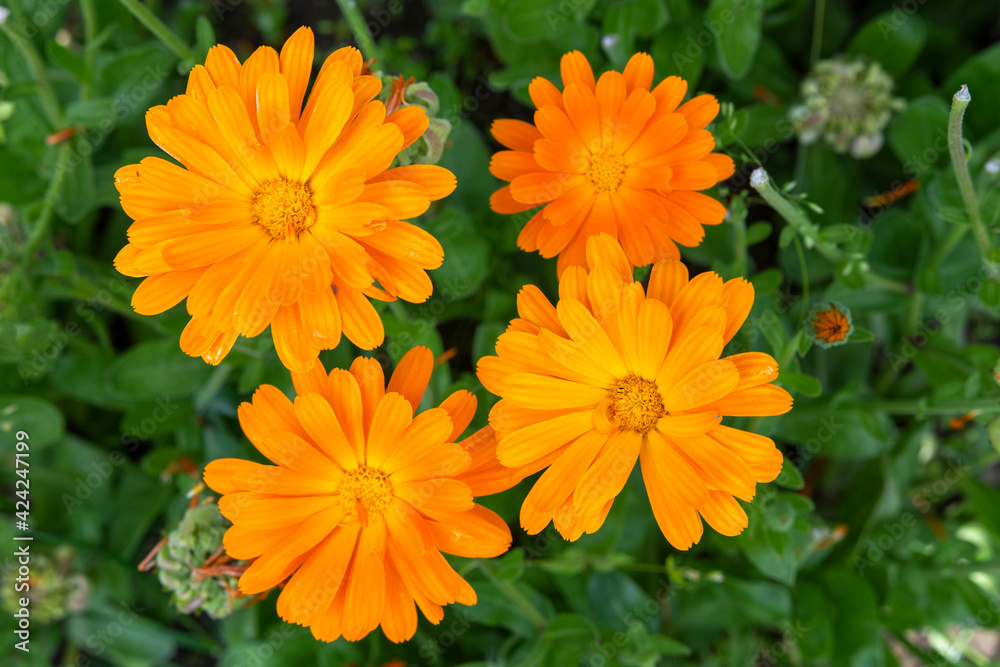 Calendula officinalis, the pot marigold, ruddles or common marigold on a greenery background at springtime. Bright orange short-lived aromatic herbaceous perennial. Close up. Selective focus. Natural. Calendula officinalis, the pot marigold, ruddles or common marigold on a greenery background at springtime. Bright orange short-lived aromatic herbaceous perennial. Close up. Selective focus. Natural.