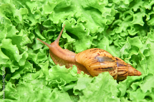 large snail among green leaves of greenery