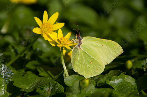 Common brimstone butterfly feeding on yellow flowers of Lesser celandine in early spring