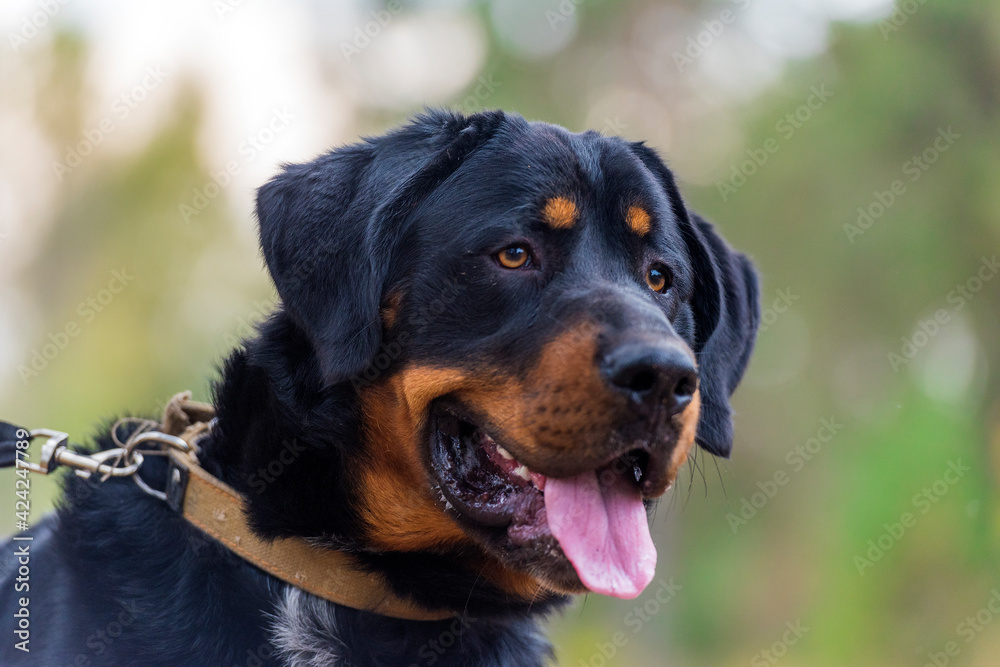 beautiful large brown dog mestizo rottweiler beautiful large brown dog mestizo rottweiler