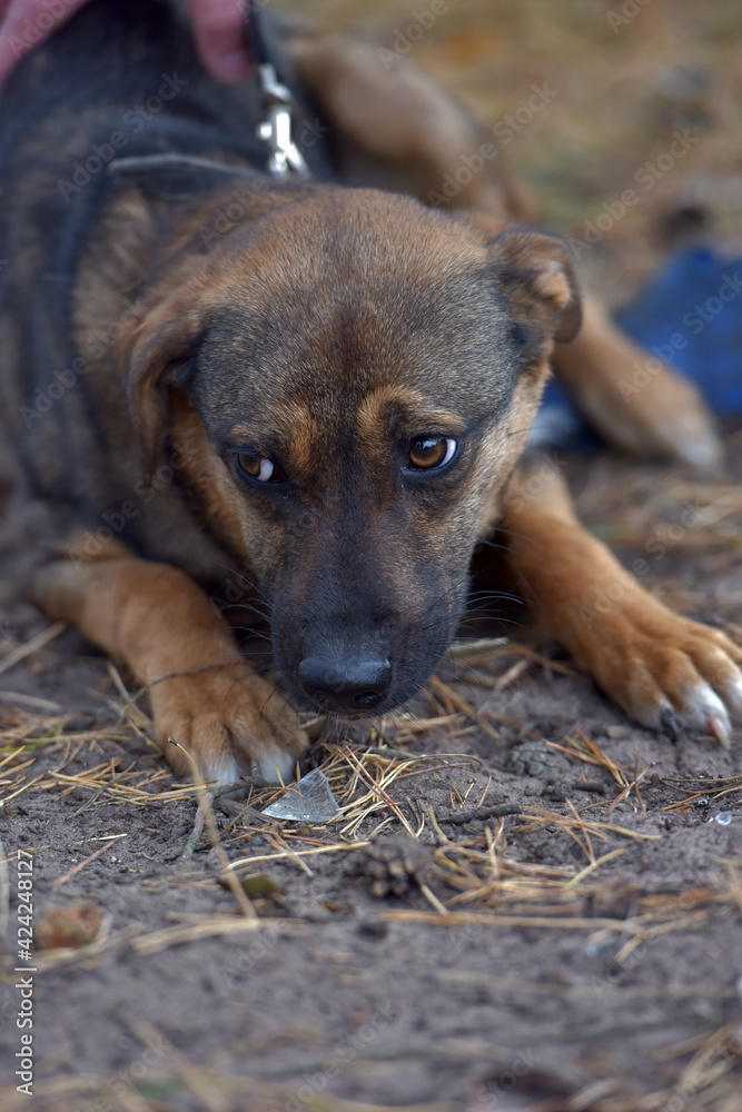 Obraz premium scared little brown mongrel puppy at animal shelter