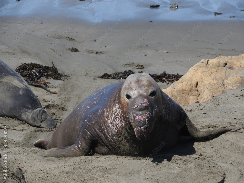 Elephant seal enjoying a beautiful summer day on the Pacific Coast in San Simeon, California. Elephant seal enjoying a beautiful summer day on the Pacific Coast in San Simeon, California.
