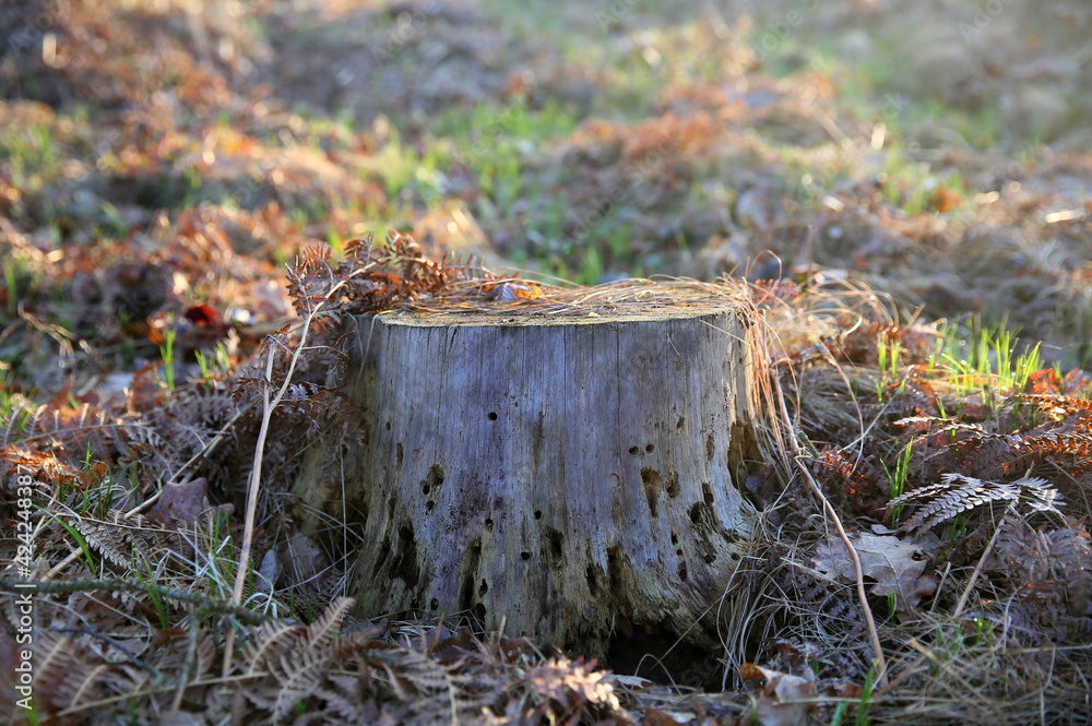Tree trunk in the morning spring season Tree trunk in the morning spring season