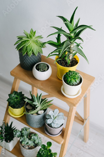 Many indoor plants in white, gray and yellow pots. photo