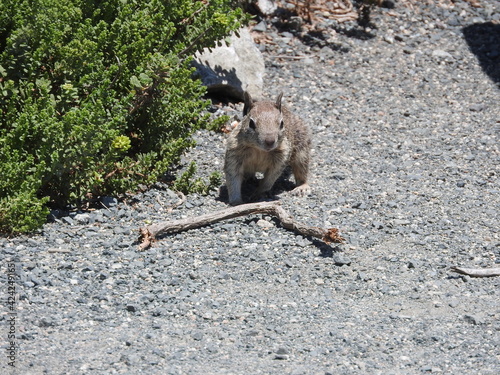 A ground squirrel enjoying a beautiful summer day in San Simeon, San Luis Obispo County, California. photo